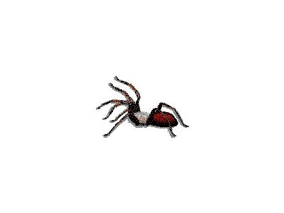 Logo Animals Spiders 002 Animated