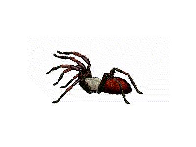 Logo Animals Spiders 014 Animated
