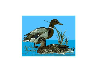 Logo Animals Ducks 022 Color