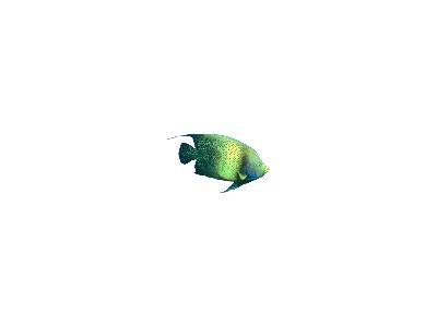 Logo Animals Fish 035 Color