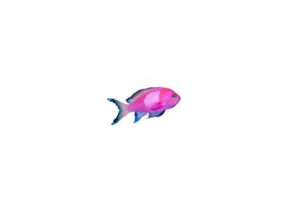 Logo Animals Fish 036 Color