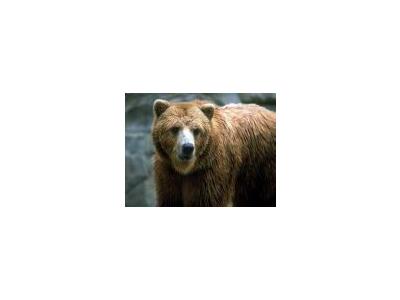 Logo Animals Bears 001 Color