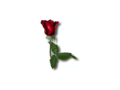 Greetings Rose06 Color Valentine