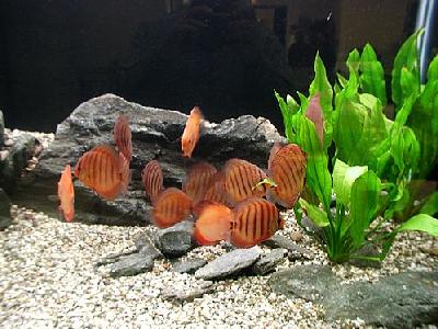 Photo Aquarium Fish 31 Animal