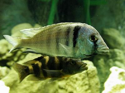 Photo Aquarium Fish 36 Animal