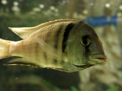 Photo Aquarium Fish 42 Animal