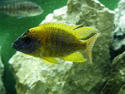 Photo Aquarium Fish 5 Animal
