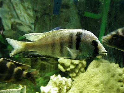 Photo Aquarium Fish 9 Animal