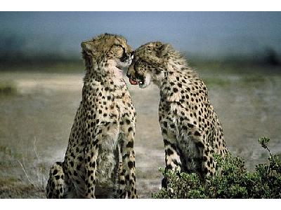 Photo Cheetah Animal