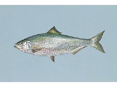 Photo Fish Shad Animal