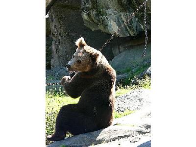 Photo Bear Sitting On The Behind Animal