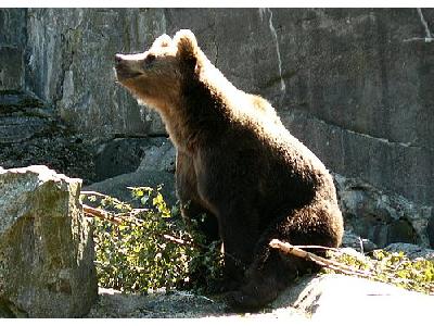 Photo Bear Sniffing The Air Animal