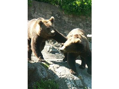 Photo Bears Playing Animal