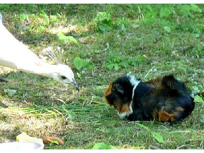 Photo Bird And Guinea Pig Animal