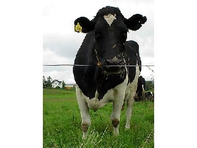 Photo Black And White Cow Animal