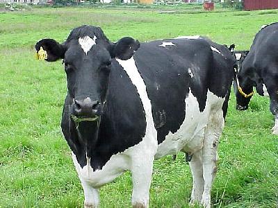 Photo Black And White Cow 2 Animal