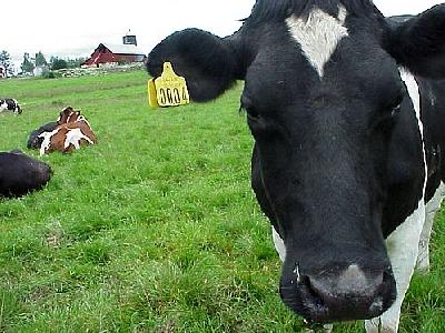 Photo Black And White Cow 3 Animal