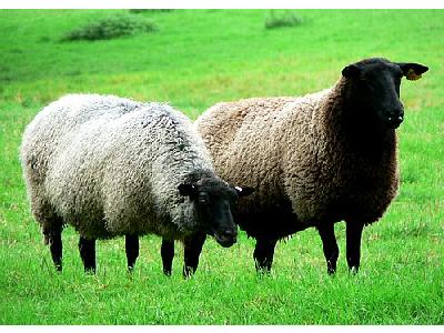 Photo Black Headed Sheep Animal