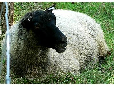 Photo Black Headed Sheep 3 Animal