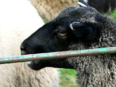 Photo Black Sheep Animal