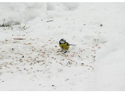 Photo Blue Tit Eating Seed Animal