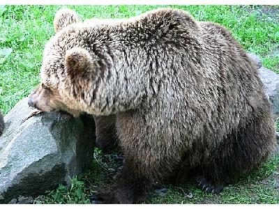 Photo Brown Bear Eating Fish Animal