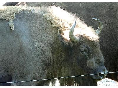 Photo Buffalo Animal