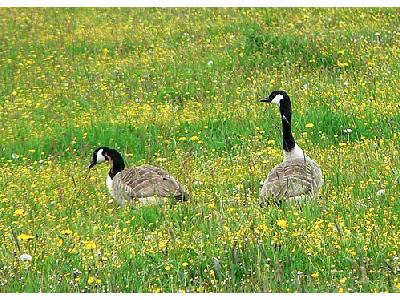 Photo Canadian Geese Animal