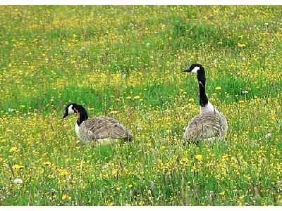 Photo Canadian Geese Animal