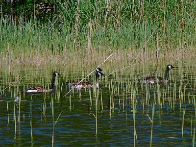 Photo Canadian Geese Swimming Animal