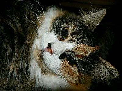 Photo Cat Closeup Animal
