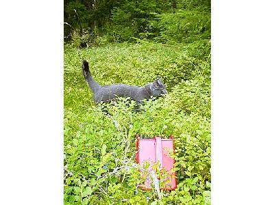 Photo Cat Gathering Blueberries Animal