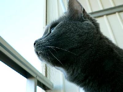 Photo Cat Looking Out 2 Animal