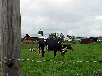 Photo Cow Pasture Animal