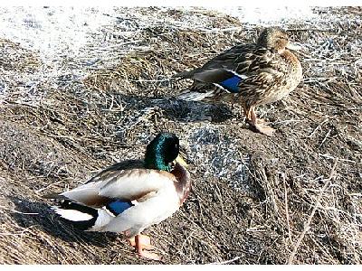 Photo Duck Couple Resting On Waterside Animal