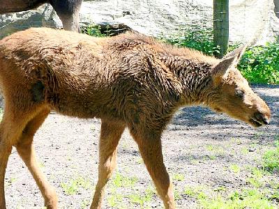 Photo Elk Calf Animal