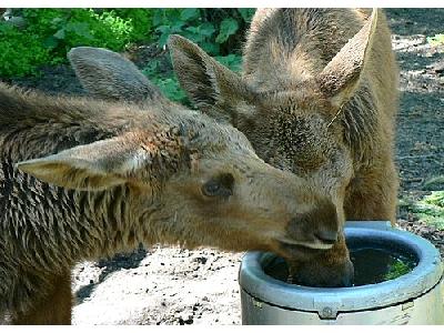 Photo Elk Calves Drinking 2 Animal