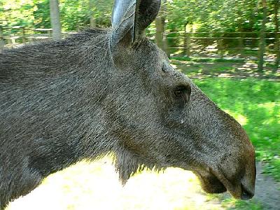 Photo Elk Cow Closeup Animal