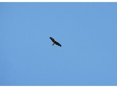 Photo Flying Bird Of Prey Animal