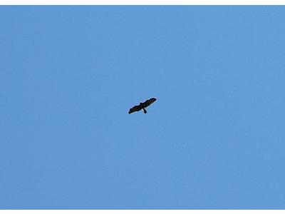 Photo Flying Bird Of Prey 2 Animal