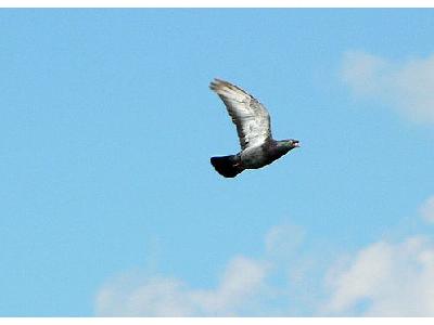 Photo Flying Pigeon 2 Animal
