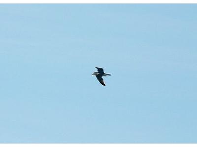 Photo Flying Seagull Animal