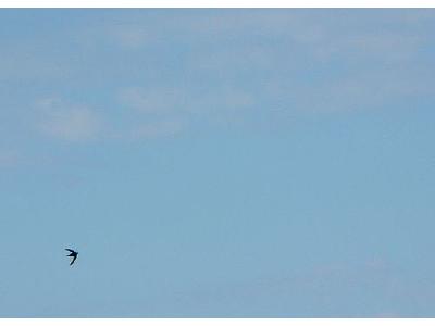 Photo Flying Swallow Animal