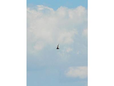 Photo Flying Swallow 2 Animal