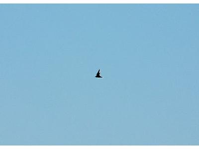 Photo Flying Swallow 3 Animal