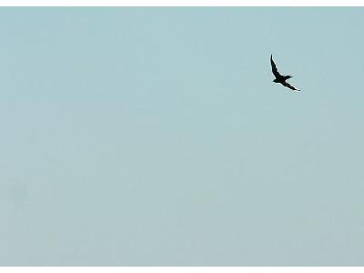 Photo Flying Swallow 4 Animal