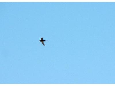 Photo Flying Swallow 5 Animal