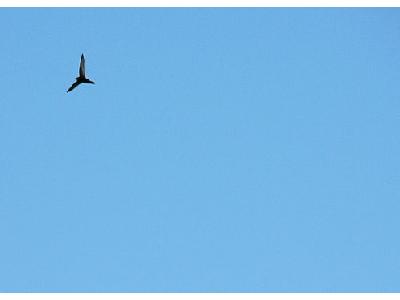 Photo Flying Swallow 8 Animal