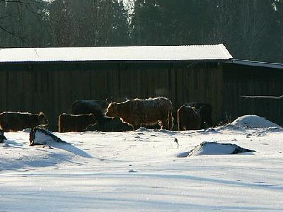 Photo Freezing Cattle Animal