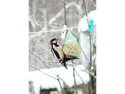 Photo Great Spotted Wookpecker Picking Tallow Ball Animal